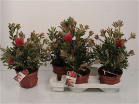 Kambarinis augalas, kalistemonas citrininis, vazono skersmuo 19 cm.