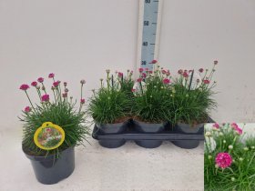 Alpinariumo augalas, gvaizdė pajūrinė "Rosea", vazonėlio skersmuo 19 cm.