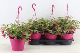 Vienmetė gėlė, fuksija, pakabinama, vazonėlio skersmuo 20 cm.