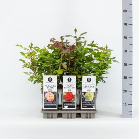 Daugiametė gėlė, rožė (Edel/License/Classics), įvairios, vazonas 3 l.