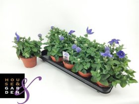 Daugiametė gėlė, plačiavarpis stambiažiedis, vazonėlio skersmuo 12 cm.