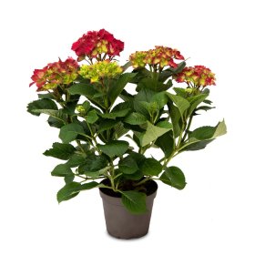 Dekoratyvinis krūmas, hortenzija didžialapė "Jess Red", vazonėlio skersmuo 23 cm.