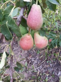 Vaismedis, kriaušė "Dulė"