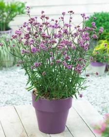 Vienmetė gėlė, verbena patagoninė, vazonėlio skermuo 14 cm.