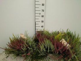 Vienmetė gėlė, viržis, vazonėlio skersmuo 15 cm.