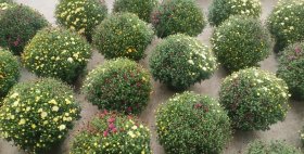 Vienmetė gėlė, rudeninė chrizantema (trispalvė), vazonėlio skersmuo 21 cm.