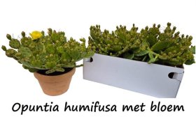 Kambarinis augalas, opuncija "Humifusa", vazonėlio skersmuo 24 cm.