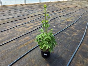 Daugiametė gėlė, astrancija, vazonėlio skersmuo 17 cm.