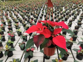 Kambarinis augalas, puansetija, vazonėlio skersmuo 13 cm.