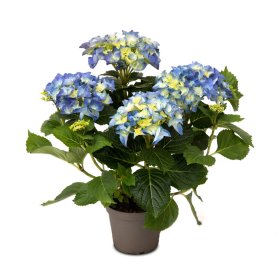 Dekoratyvinis krūmas, hortenzija didžialapė "Blues Blue", vazonėlio skersmuo 23 cm.