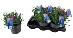 Daugiametė gėlė, dekoratyvinis česnakas, vazonėlio skersmuo 17 cm.