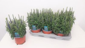 Daugiametė gėlė, veronika, vazonėlio skersmuo 17 cm.