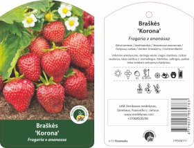 Braškės sodinukas "Korona", 10 vnt.