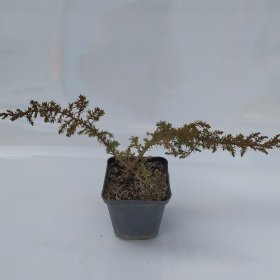 Spygliuotis, kadagys "Green Carpet", vazonėlio skersmuo 9 cm.