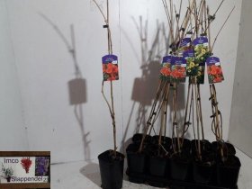 Vijoklinis augalas, ląstūnė, vazonėlio skersmuo 14 cm.