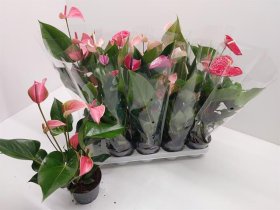 Kambarinis augalas, antūris, vazonėlio skersmuo 12 cm.