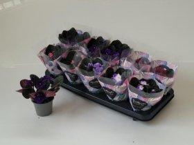 Kambarinis augalas, sanpaulija, vazonėlio skersmuo 9 cm.