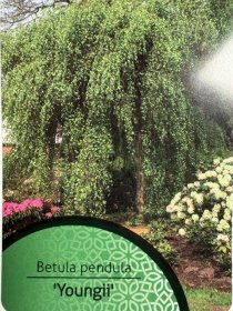 Dekoratyvinis medis, beržas "Youngii", vazonėlio skersmuo 21 cm.