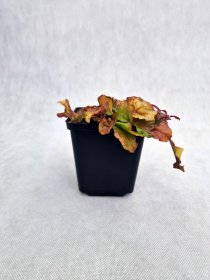 Žoliniai augalai, vaisgina šliaužiančioji "Gold Chang", vazonėlio skersmuo 11 cm.