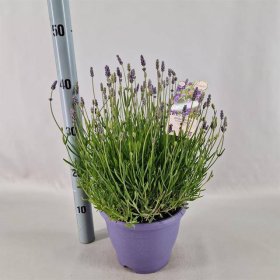 Daugiametė gėlė, levanda "Essence Pur", vazonėlio skersmuo 20 cm.
