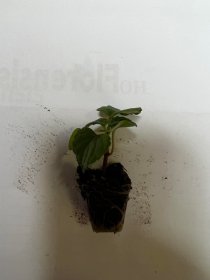 Vienmetės gėlės daigelis, raudonžiedis šalavijas "Turbo Red"