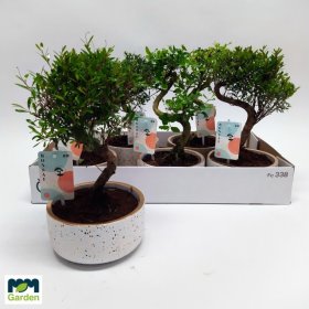 Kambarinis augalas, bonsas keraminiame vazone, vazonėlio skersmuo 15 cm.