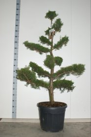 Spygliuotis, kiparisas "Leylandii" (Bonsai), vazono skersmuo 44 cm.