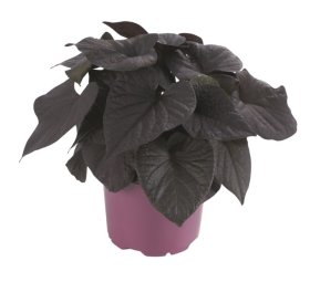 Vienmetė gėlė, sukutis bataninis, įvairiūs, vazonėlio skersmuo 11 cm.