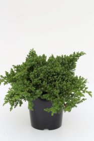 Spygliuotis, kadagys šliaužiantysis "Nana", vazonėlio skersmuo 23 cm.