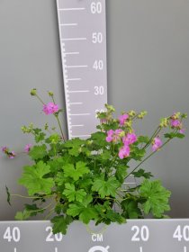 Daugiametė gėlė, snaputis "Karmina", vazonas 2 l.