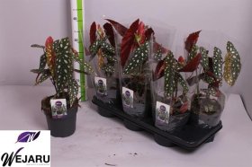 Kambarinis augalas, begonija "Maculata", vazonėlio skersmuo 14 cm.