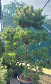 Spygliuotis, pušis (bonsai) "Nigra Austriaca", vazonėlio skersmuo 60 cm.