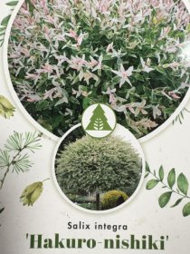 Dekoratyvinis medis, gluosnis sveikalapis "Hakuro Nishiki", vazonėlio skersmuo 17 cm.