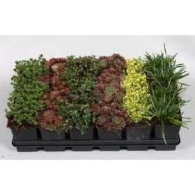 Alpinariumo augalas, sukulentinis, vazonėlio skersmuo 7 cm.