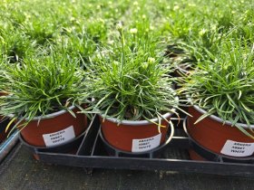 Alpinariumo augalas, armerija, vazonėlio skersmuo 12 cm.