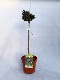 Spygliuotis, eglė sitkinė "Peve Wiesje", aukštis 60-80 cm., vazonas 5 l.