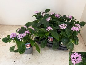 Vienmetė gėlė, pentas (Egipto žvaigždė) "Lava", vazonėlio skersmuo 13 cm.