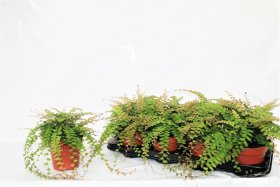 Kambarinis augalas, adiantas, vazonėlio skersmuo 12 cm.