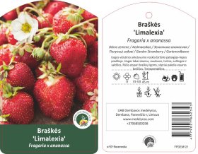 Braškės sodinukas "Allegro", 10 vnt.