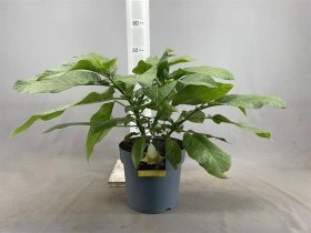 Vienmetė gėlė, brugmansija, vazonėlio skersmuo 24 cm.
