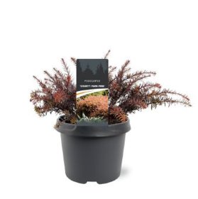 Spygliuotis, podokarpas "County Park Fire", augalo aukštis 30 cm., vazonėlio skersmuo 19 cm.