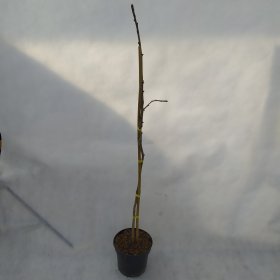 Dekoratyvinis medis, dviskiautis ginkmedis "Saklinkent", aukštis 50 cm., vazonas 3 l.