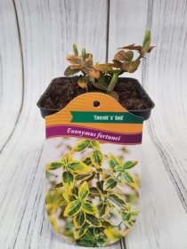 Dekoratyvinis krūmas, fortūno ožekšnis "Emerald's Gold", vazonėlio skersmuo 9 cm.