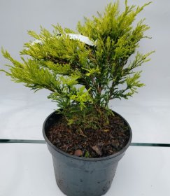 Spygliuotis, gulsčiasis kadagys "Limeglow", vazonas 3 l.