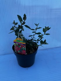 Dekoratyvinis krūmas, dyglainė raudonvaisė "Red Column", vazonas 2 l.