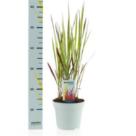 Žolinis augalas, imperata "Red Baron", vazono skersmuo 17 cm.