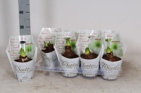 Kambarinis augalas, meilenis, baltos spalvos, vazonėlio skersmuo 14 cm.