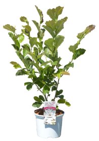 Dekoratyvinis krūmas, magnolija, vazonas 5 l.