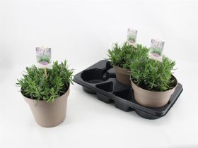 Daugiametė gėlė, levanda "An Munstead", vazonėlio skersmuo 23 cm.