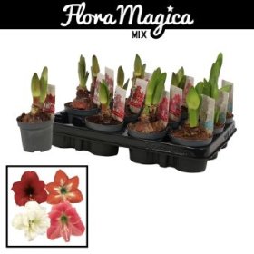 Kambarinis augalas, amarilis, 2 žiedai, vazonėlio skersmuo 9 cm.